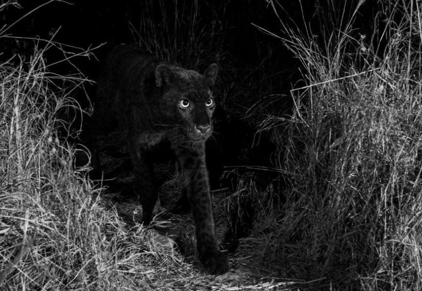 Σπάνιο θέαμα: Εντοπίστηκε μαύρη λεοπάρδαλη για πρώτη φορά σε 100 χρόνια (βίντεο)